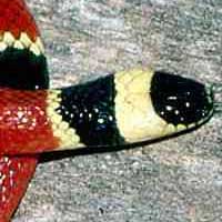 Jalisco Milk Snake Thumbnail