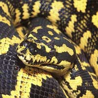 Jungle Carpet Python Thumbnail