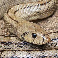 Ladder Rat Snake