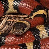 Louisiana Milk Snake Thumbnail