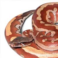 Malaysian Blood Python