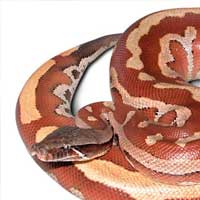 Malaysian Blood Python Thumbnail