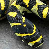 Mandarin Rat Snake Thumbnail