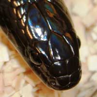 Mexican Black Kingsnake Thumbnail