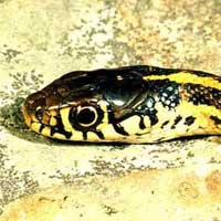 Mexican Garter Snake