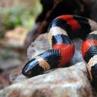 Milk Snakes