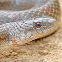 Mole Kingsnake