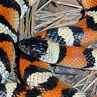 New Mexico Milk Snake Thumbnail