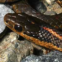 Northwestern Garter Snake Thumbnail