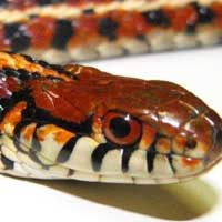 Plains Garter Snake