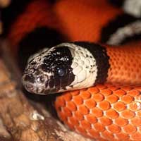 Pueblan Milk Snake Thumbnail