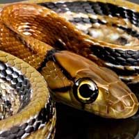 Radiated Rat Snake
