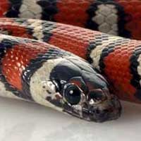 Ruthvens Kingsnake Thumbnail