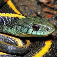 Garter Snakes