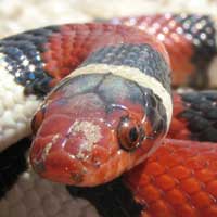 Scarlet Kingsnake Thumbnail