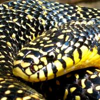 Amethystine Python