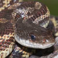 Texas Rat Snake Thumbnail