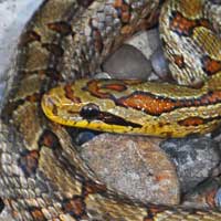 Twin-spotted Rat Snake Thumbnail