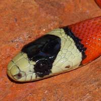 Utah Mountain Kingsnake Thumbnail