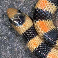 Variable Kingsnake