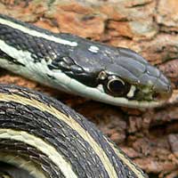 Western Ribbon Snake Thumbnail