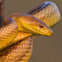 Yellow Rat Snake Thumbnail