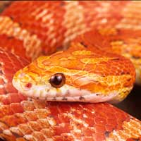 amelanistic-corn-snake-thumbnail