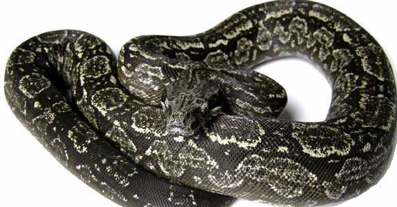 Argentine Boa Constrictor