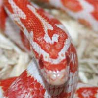 candy-cane-corn-snake-thumbnail