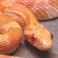 creamsicle-corn-snake-thumbnail