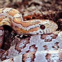 ghost-corn-snake-thumbnail