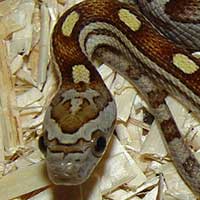 motley-corn-snake-thumbnail