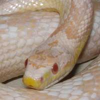 Snow Corn Snake