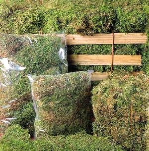 Preserved Preserved Sphagnum Moss - Bulk Box 1,5 kg - Green