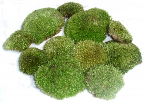 10 Count BABY PILLOW MOSS Perfect for Terrariums, Pet Home or Fairy Gardens  