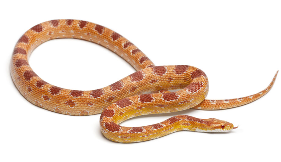 Corn Snake