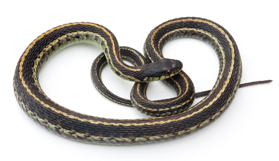 Garter & Gopher Snakes