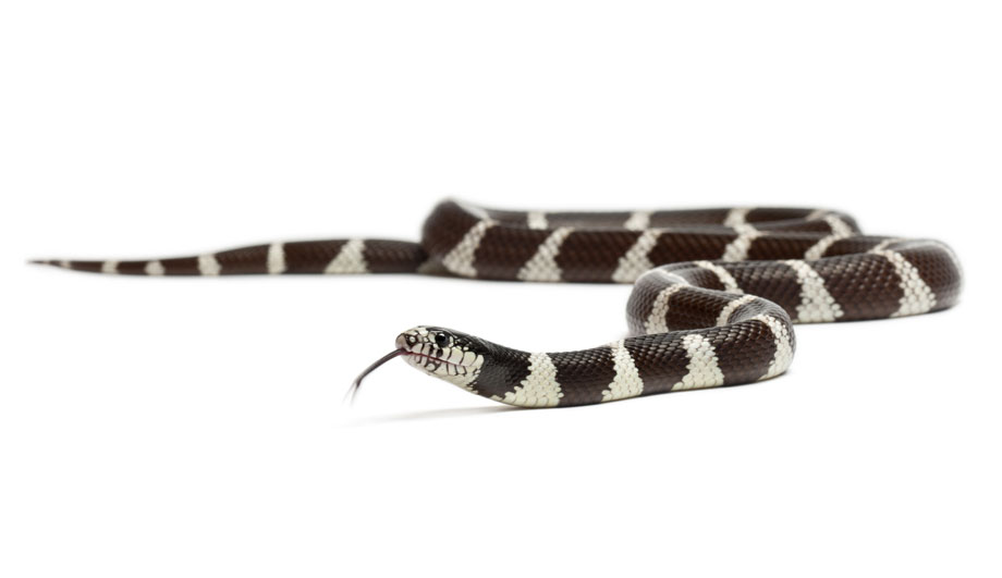 Kingsnakes ⋆ SnakeEstate