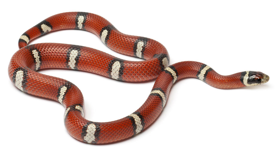 Milk Snake Stretched Out