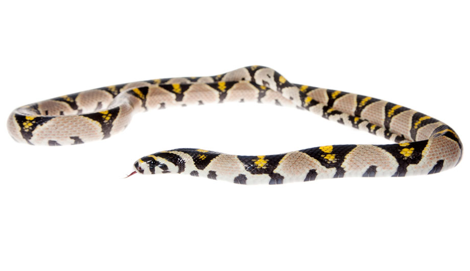 Rat Snake Spread