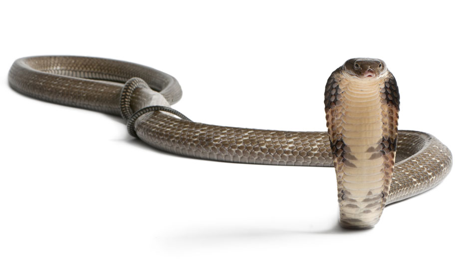 Venomous Snake