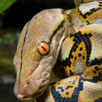 Reticulated Python Thumbnail