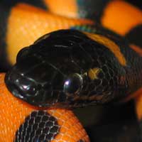 Ringed Python