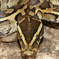 Rock Python Boa Thumbnail