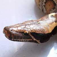 Sumatran Blood Python Thumbnail