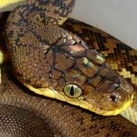 Timor Python Thumbnail