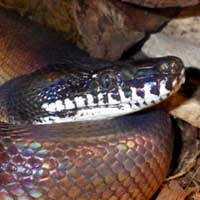 White Lipped Python Thumbnail