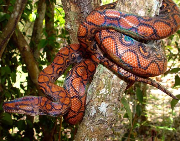 Gray Rat Snake