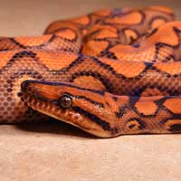 Madagascar Ground Boa