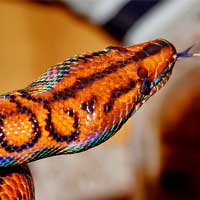 Blue Striped Garter Snake